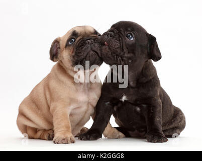 Französische Bulldogge Welpen, Alter 5 Wochen. Stockfoto