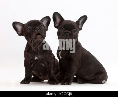 Zwei französische Bulldogge Welpen, Alter 7 Wochen. Stockfoto