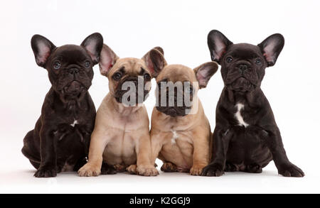 Vier Französische Bulldogge Welpen, Alter 7 Wochen. Stockfoto