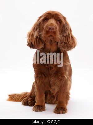 Sussex Spaniel Portrait - Übersicht Gesundheit Ausgabe Ektropium des Auges. Stockfoto