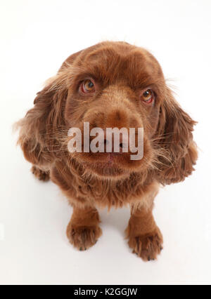 Sussex Spaniel Portrait - Übersicht Gesundheit Ausgabe Ektropium des Auges. Stockfoto