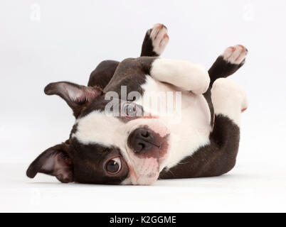 Boston Terrier, Alter 5 Monate, liegend auf seinem Rücken. Stockfoto