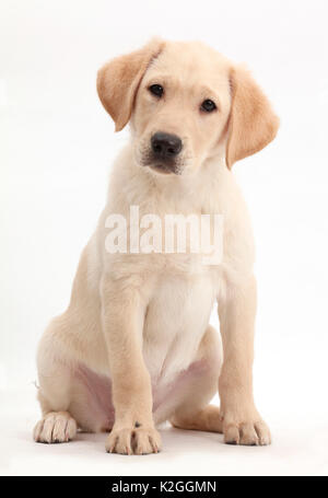 Gelben Labrador Retriever Welpen, Alter 9 Wochen. Stockfoto