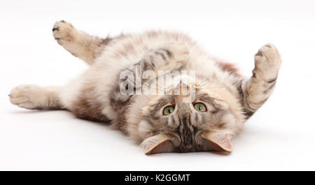 Silber Tabby Katze, Loki, Alter 7 Monate, Rollen auf seinem Rücken. Stockfoto