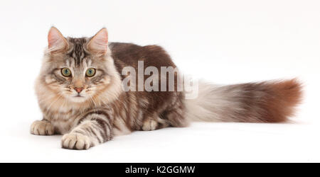 Silber Tabby Katze, Loki, Alter 7 Monate, Pfote ausgestreckt, bereit zu stürzen. Stockfoto