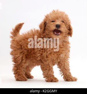 Red Toy labradoodle Welpen stehen. Stockfoto