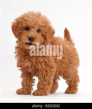 Red Toy labradoodle Welpen stehen. Stockfoto