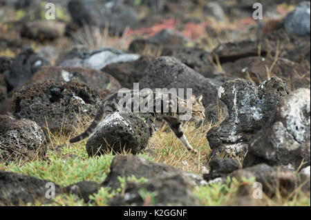 Verwilderte Hauskatze (Felis catus) Stalking durch Lavagestein, Galapagos Stockfoto