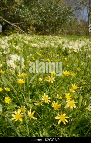 Teppich von geringerer celandines (Ranunculus ficaria) und Gemeinsame Primeln (Primula vulgaris) Blühende an einem Waldrand, Cornwall, UK, April. Stockfoto