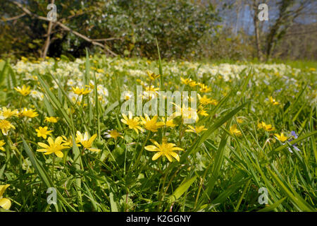 Teppich von geringerer celandines (Ranunculus ficaria) und Gemeinsame Primeln (Primula vulgaris) Blühende an einem Waldrand, Cornwall, UK, April. Stockfoto