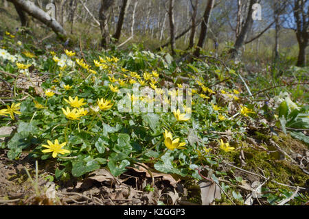 Weniger celandines (Ranunculus ficaria) Blühende in Wäldern, Cornwall, UK, April. Stockfoto