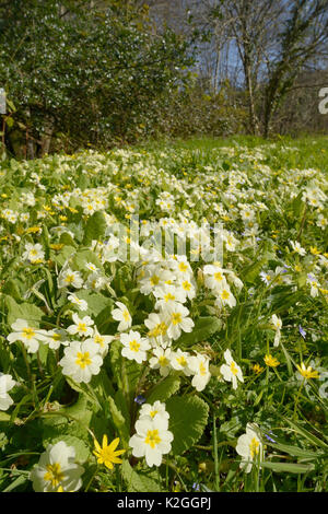 Teppich von gemeinsamen Primeln (Primula vulgaris) und Weniger celandines (Ranunculus ficaria) Blühende an einem Waldrand, Cornwall, UK, April. Stockfoto