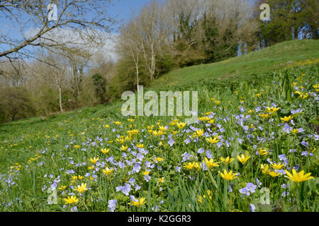 Teppich von germander Ehrenpreis (Veronica chamaedrys) und Weniger celandines (Ranunculus ficaria) Blühende auf einem Hügel Wiese, Bathwick, Badewanne und Nordosten Somerset, UK, April. Stockfoto