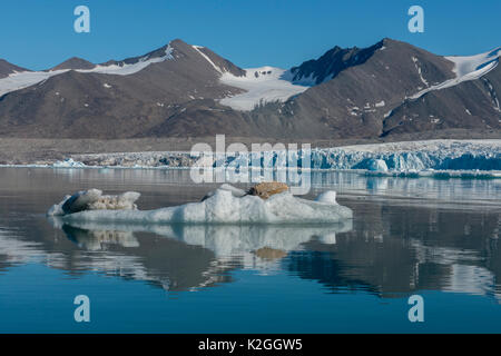 Norwegen, Svalbard, Spitzbergen. Nordvest-Spitsbergen Nationalpark, Liefdefjorden, Monacobreen aka Monaco Gletscher. Große Boulder schwimmend auf eisbergs. Stockfoto