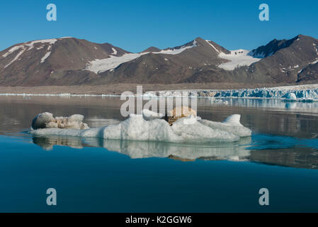 Norwegen, Svalbard, Spitzbergen. Nordvest-Spitsbergen Nationalpark, Liefdefjorden, Monacobreen aka Monaco Gletscher. Große Boulder schwimmend auf eisbergs. Stockfoto