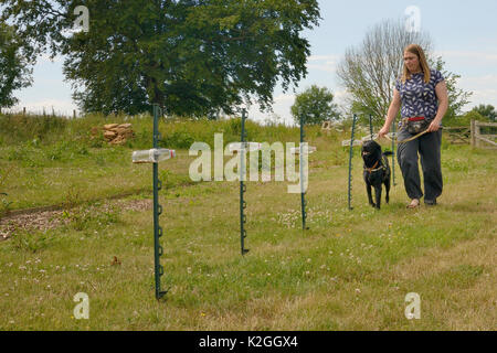 Emily Howard-Williams mit Labrador Tui, Sniffing Korn Flaschen gesammelt von einem Feld, wo die Ernte Mäuse (Micromys Minutus) sind freigegeben worden, um zu ermitteln, welche besucht wurden, Molton College, Northampton, UK, Juni. Model Released. Stockfoto