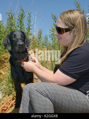 Emily Howard-Williams mit Labrador Tui, der geschult wurde, zu schnüffeln Zuführstationen besucht von Ernte Mäuse (Micromys Minutus), Molton, Northampton, UK, Juni. Model Released. Stockfoto