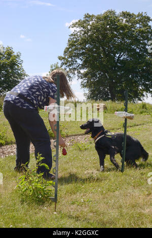 Emily Howard-Williams lohnende Labrador Tui durch einen Kong mit für richtig, die darauf hinweist, dass ein Korn Flasche von Harvest Mäuse besucht worden (Micromys Minutus), eine Technik, die Überwachung von freigegebenen Mäuse, Molton College, Northampton, UK, Juni erlauben wird zu spielen. Model Released. Stockfoto