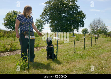 Emily Howard-Williams mit Labrador Tui, die Sitzung durch eine Flasche Korn gesammelt von einem Feld, wo die Ernte Mäuse (Micromys Minutus) freigegeben sein, um anzugeben, dass diese Flasche hat von Harvest Mäuse besucht worden, Molton College, Northampton, UK, Juni. Model Released. Stockfoto