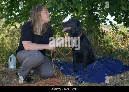 Emily Howard-Williams mit Labrador Tui, der geschult wurde, zu schnüffeln Zuführstationen besucht von Ernte Mäuse (Micromys Minutus), Molton College, Northampton, UK, Juni. Model Released. Stockfoto