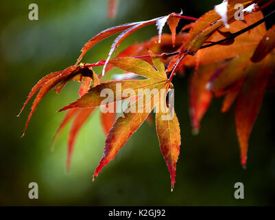 Rot-Ahorn Stockfoto