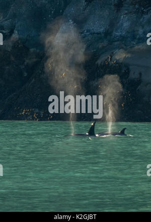 Zwei Schwertwale oder Orcas (Orcinus orca) im Südosten Alaskas Inside Passage reisen. Stockfoto