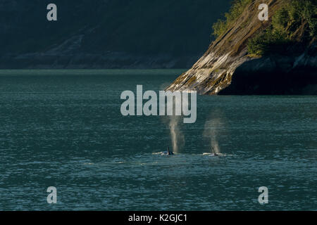 Zwei Schwertwale oder Orcas (Orcinus orca) im Südosten Alaskas Inside Passage reisen. Stockfoto