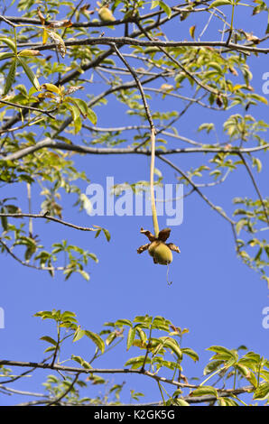 Affenbrotbaum (Adansonia digitata) Stockfoto