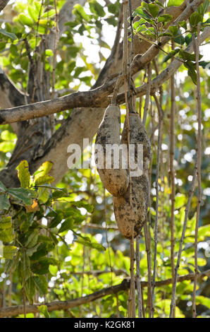 Wurst Baum (Kigelia Africana kigelia pinnata) syn. Stockfoto