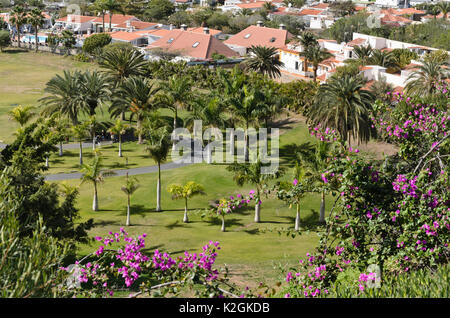 Karibik Royal palms (roystonea oleracea) auf einem Golf, Maspalomas, Gran Canaria, Spanien Stockfoto