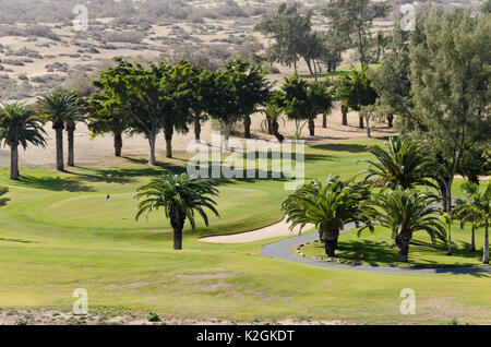 Kanarische Dattelpalmen (Phoenix canariensis) auf einem Golf, Maspalomas, Gran Canaria, Spanien Stockfoto