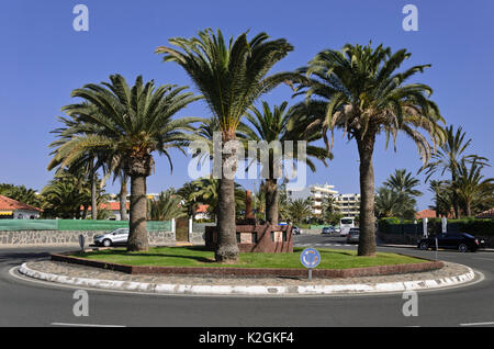 Kanarische Dattelpalmen (Phoenix canariensis) an einem Kreisverkehr, Maspalomas, Gran Canaria, Spanien Stockfoto