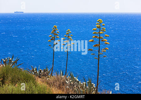 Agave Pflanzen gegen blaue Meer Stockfoto