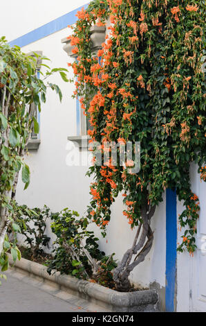 Kap Geißblatt (tecomaria capensis Syn. tecoma capensis), Puerto de Mogán, Gran Canaria, Spanien Stockfoto