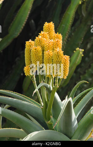 Kap Aloe (Aloe Ferox) Stockfoto