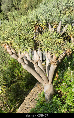 Kanarischen Inseln Drachenbaum (Dracaena Draco) Stockfoto