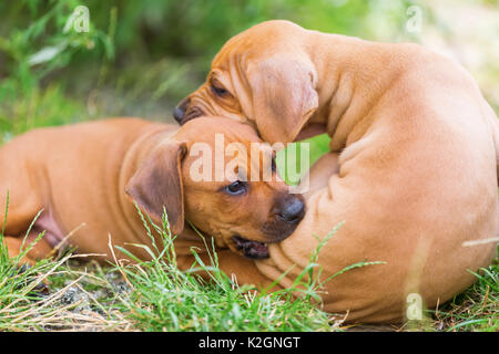 Zwei süße Rhodesian Ridgeback Welpen sind Toben im Freien Stockfoto