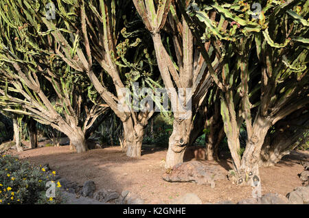 Kandelaber Baum (euphorbia Candelabrum) Stockfoto