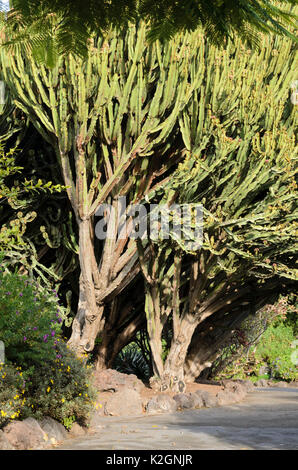 Kandelaber Baum (euphorbia Candelabrum) Stockfoto