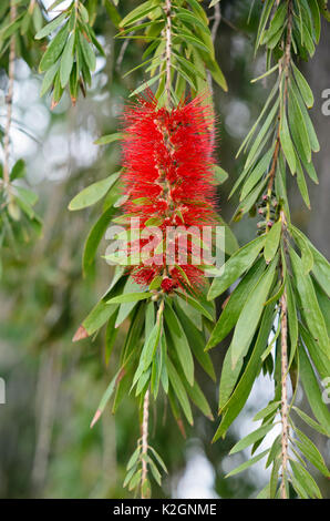 Callistemon viminalis bottlebrush (Weinen) Stockfoto