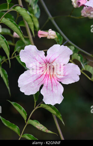 Rosa podranea ricasoliana Weinstock (Trompete) Stockfoto