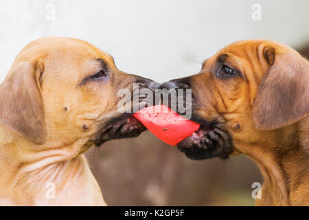 Zwei süße Rhodesian Ridgeback Welpen kämpfen für ein Spielzeug Stockfoto