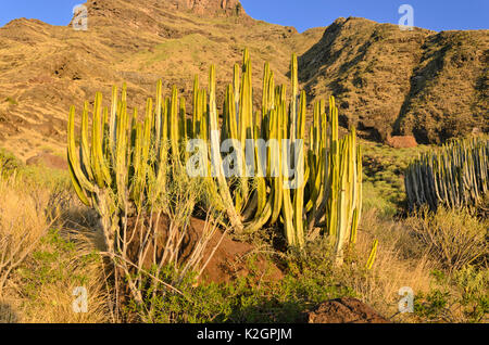 Kanaren Wolfsmilch (Euphorbia canariensis), Gran Canaria, Spanien Stockfoto