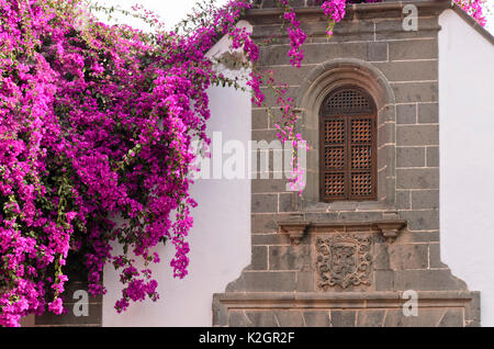 Bougainvillea vor einer Kirche, Las Palmas, Gran Canaria, Spanien Stockfoto