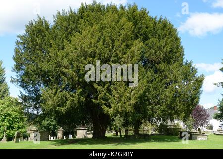 Eibe auf dem Friedhof der All Saints Church Newland der Dom des Waldes Wald von Stockfoto