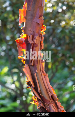 Acer griseum. Paperbark Ahorn mit Peeling Rinde durch Sonnenlicht beleuchtet Stockfoto