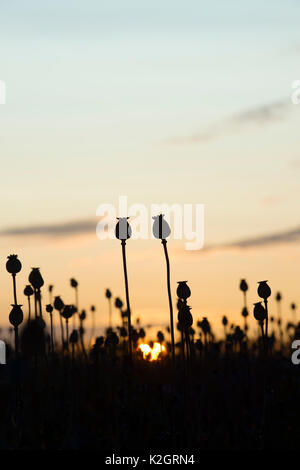 Poppy seedpod Kapseln bei Sonnenaufgang in einem Feld in der englischen Landschaft. Silhouette. Oxfordshire, UK Stockfoto