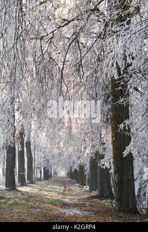 Linden (Tilia) mit Raureif Stockfoto