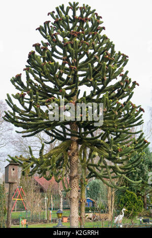 Chile Kiefer (Araucaria araucana) Stockfoto