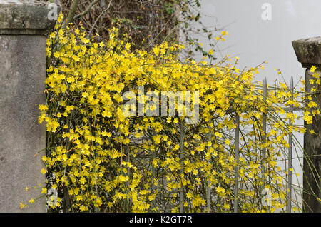 Winter-Jasmin (Jasminum Nudiflorum) Stockfoto